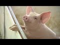 Agronavarra | Cria del porcino en Navarra