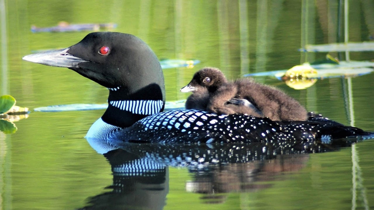 National Loon Day Celebrated for the 1st Time on Mar. 13