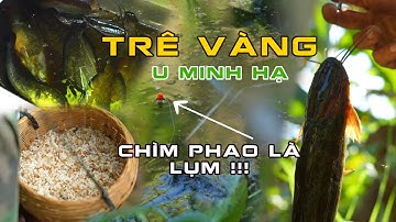 Trê Vàng Rừng U Minh Hạ, Bỏ xuống là chìm phao !!!! Trúng lớn ! Vlog 4K