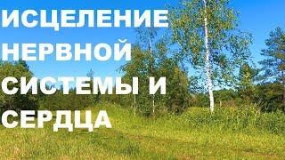 Красивое Пение Лесных Птиц.исцеление Души И Тела Высокими Вибрациями Пения Посланников Небесных.