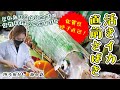 【福岡】とれたて魚介を瞬時に女性料理人の神さばき　佐賀県呼子直送！ 活きイカ直前さばき/取材メシ