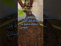 اليوم ١٨٧ شكرا حسين الجسمي موسيقى هادئة ولقطات طبيعية اليوم ١٨٧ شكرا حسين الجسمي موسيقى هادئة ولقطات طبيعية