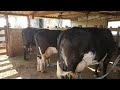 Minha rotina na roça/ordenhando as vacas