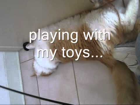 puppy paradise Adopt a cat today: Dexter
