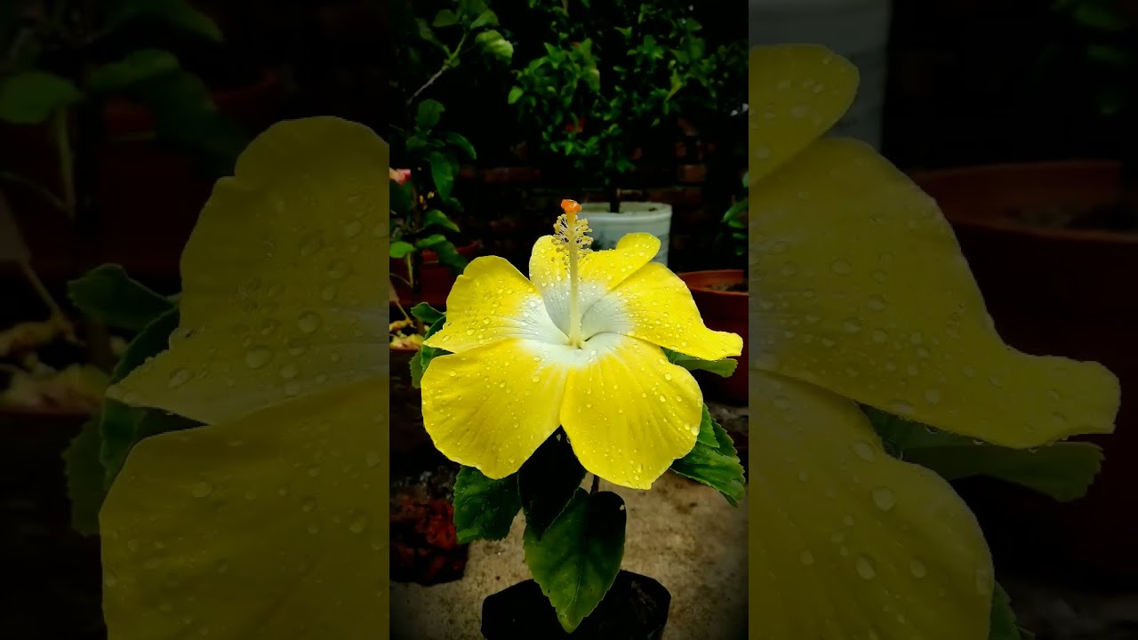 Bonaire wind hibiscus .....🌺...