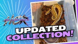 Famous BALL PYTHON COLLECTION PT 2 | HUGE UPDATE| Net Worth