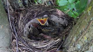 Гніздо співочого дрозда / Song Thrush nest