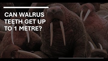 Can walrus tusks grow up to 1 meter?