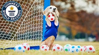 Most balls caught by a dog with the paws in one minute - Guinness World Records