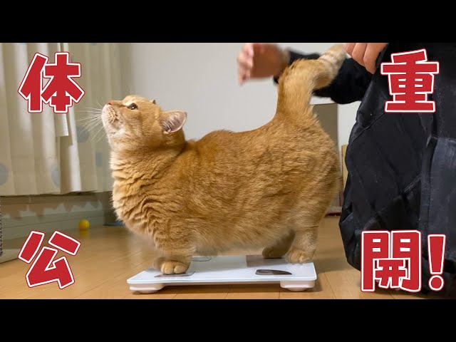 ポッチャリ疑惑の短足猫のお腹をぷよぷよしてみた！【ダイエット宣言⁉︎】