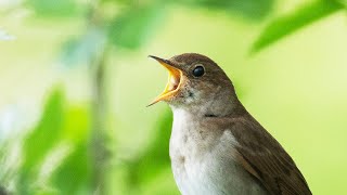 Singing Thrush nightingale