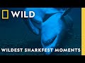 Shark Behavior and Characteristics Quiz