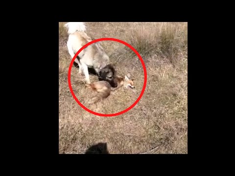 Köpek ile tilkinin sert kapışması