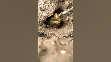 How to catch Eel fish with hook#94