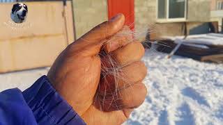 Стригущий лешай у САО Начало. Стригущий лешай у САО Начало.