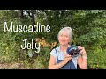 How to Make Muscadine Jelly 🥰