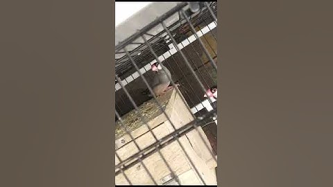 great Java Sparrow breeding progress latest update 2023#hamzabirds #shortvideo #java #javasparrow