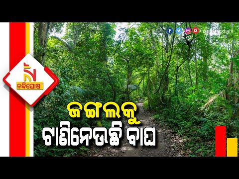 Fear Grips Kutrengapada  Village Of Nuapada District After A Tigers Spotted | NandighoshaTV