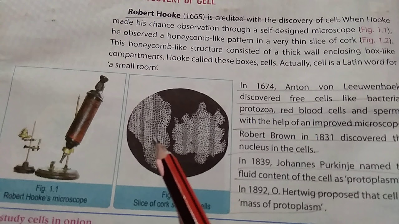 Discovery of cell class 9th - YouTube