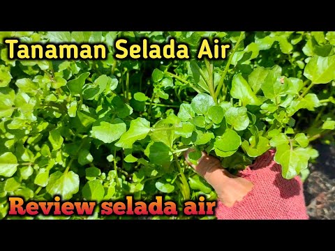 Selada Air || Review Tanaman Selada Air