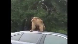 Raw: Monkey On The Loose In Orlando Suburb