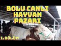 Bolu canlı hayvan pazarı    25.01.2021        #hayvanpazarı# #simental# #limuzin# #kurbanlıkdana#