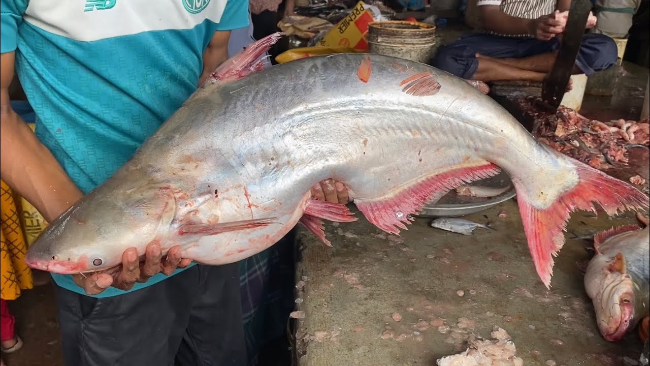 Pankash Fish Great pangas fish cutting by two fish cutters - YouTube