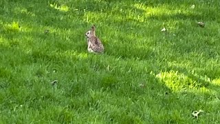 This is my little Peter rabbit that I saw in my backyard on a Saturday morning everyone ￼