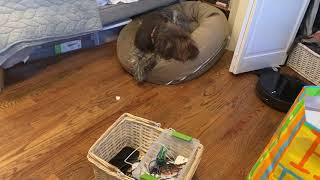 Wyze Robot Vacuum Test Video