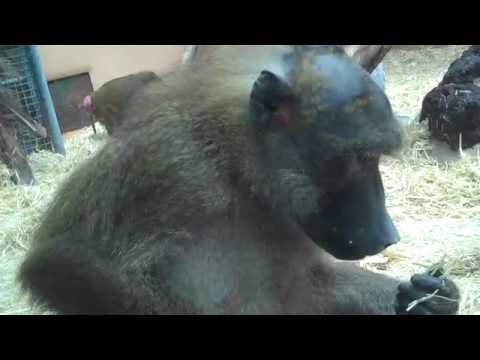 Monkey freaks out at zoo