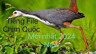 Tiếng Chim quốc Mồi Cực Sung 👍👍👍