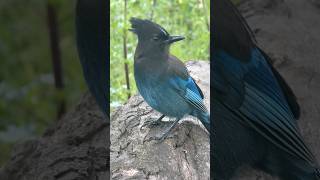 Steller’s Jay Golden Gate Park, San Francisco #birds #nature