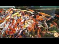 Amazing Koi Fish Tank Ideas part 113 | The Sea Vlog Mp3 Song