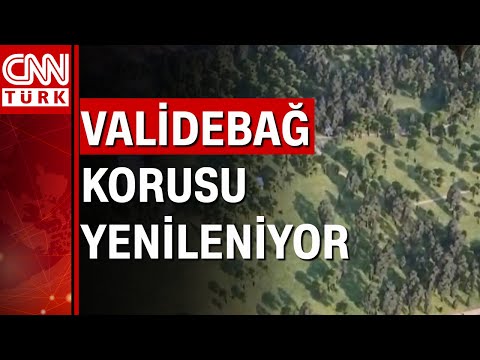 İstanbul Üsküdar'da bulunan Validebağ Korusu yenileniyor