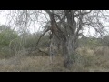 Spectacular leopard sighting, Sabi Sands, Kruger
