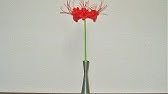 つまみ細工 彼岸花をつくってみた 花言葉 情熱 Kanzashi Flower Youtube つまみ細工 彼岸花をつくってみた 花言葉 情熱 Kanzashi Flower Youtube