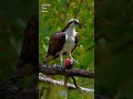 An Osprey with a big fish