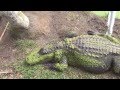 АМЕРИКА Зеленые КРОКОДИЛЫ  Florida Green Gators Alligators 06.01.2013