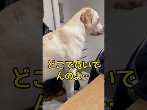 くつろぐ場所が独特なラブラドールレトリバー #shorts #shortvideo #animals