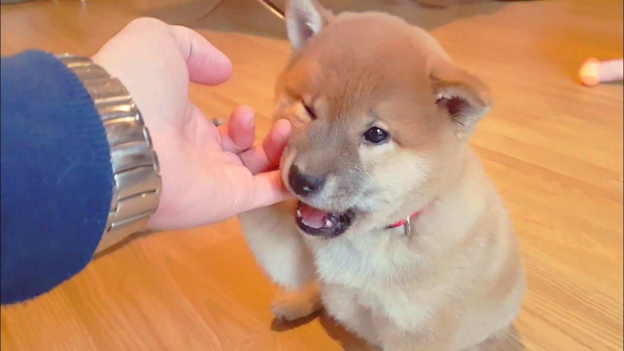 Soft Sharko Bites From Cooper Mlip Ep 230 Shiba Inu Puppies