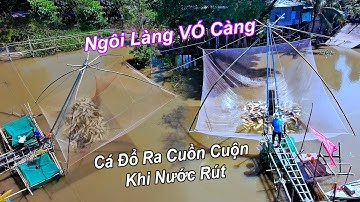 Cả Sông Dậy Sóng! Cá Đổ Ra Cuồn Cuộn Khi Nước Rút – Làng Kéo Vó Trúng Đậm