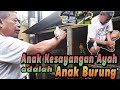 Burung Lovebird Nurut Banget Anak Kesayangan Ayah Adalah Anak Burung Lovebird Mp3 - Mp4 Download