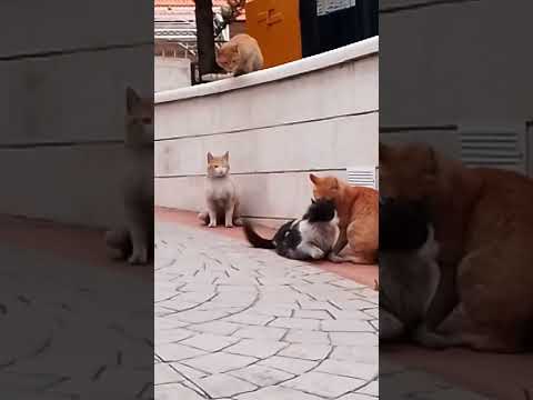 ثلاث ذكور يحاولون اغتصاب قطه بلحظه واحده Sorts 