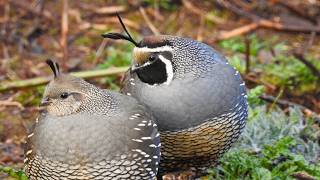 California Quail in the Rain – Relaxing Bird Watching & Nature Sounds screenshot 3