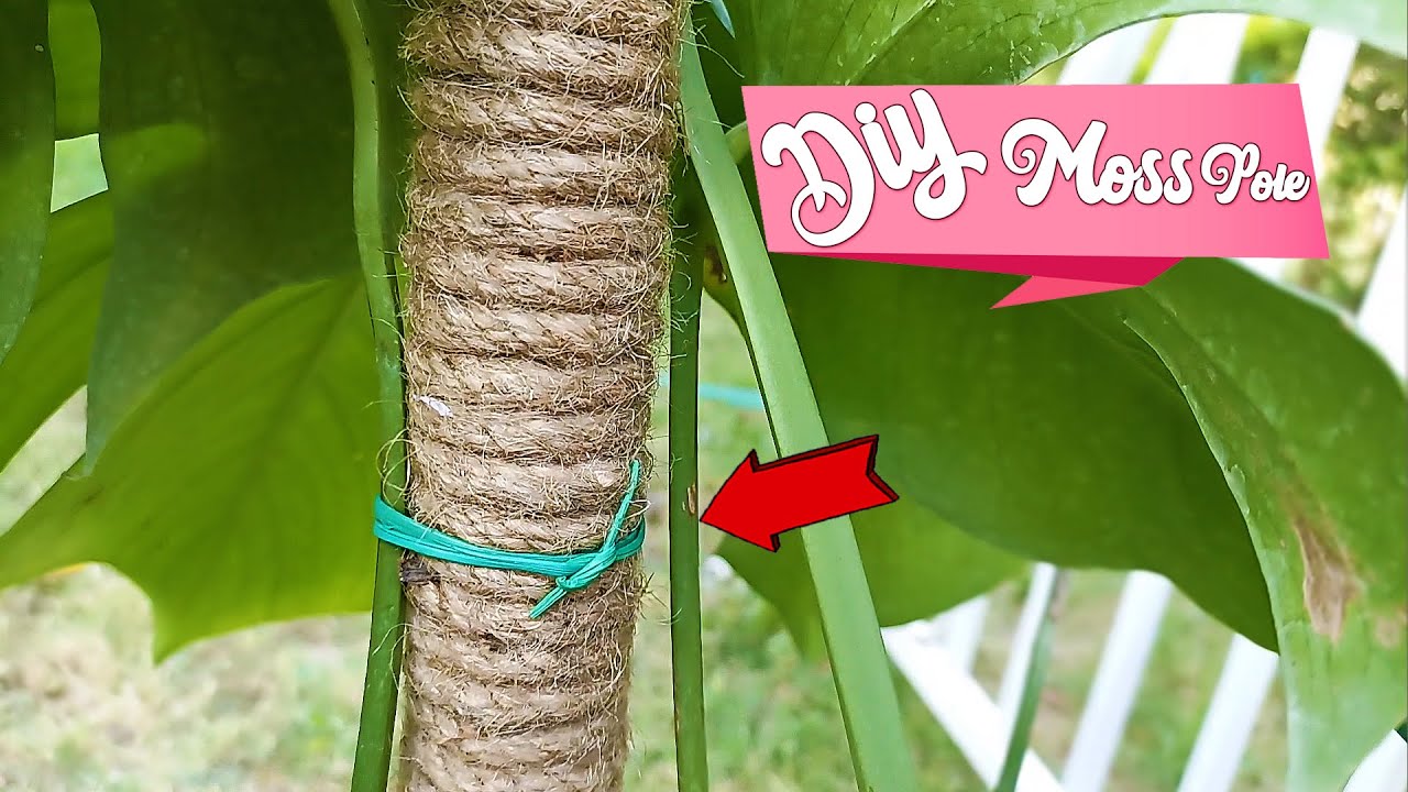 How to tie your Monstera with a DIY MOSS POLE
