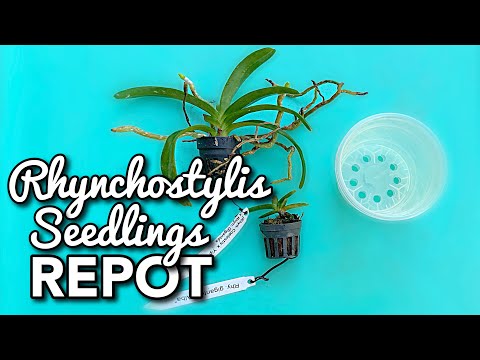Βίντεο: Foxtail Orchid Care - Μάθετε πώς να καλλιεργείτε φυτά ορχιδέας Rhynchostylis Foxtail