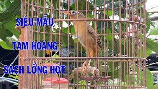 Hm 3327 - Supermodel Tam Hoang, pure bird with five-length body (price 5 million) | Hoai Hoa Mi