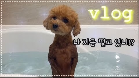 강아지 브이로그 vlog | 강아지 목욕 시키는건 너무 힘들어요~!! #dogvlog
