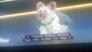 Lyrics pup star