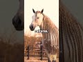 ¿Sabías que a los caballos no se les trenza por moda?